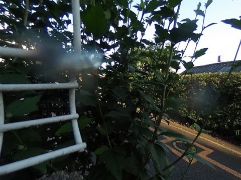 パノラマ