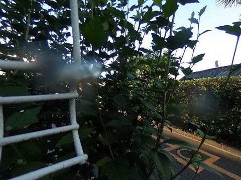 パノラマ