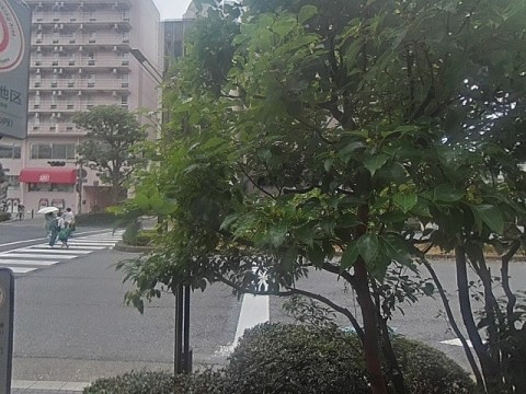 パノラマ